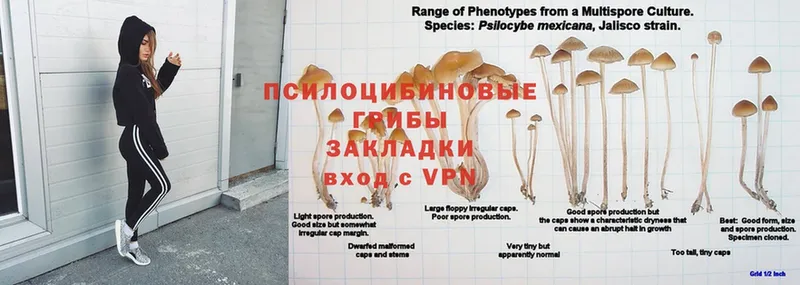 Псилоцибиновые грибы мицелий  Осташков 